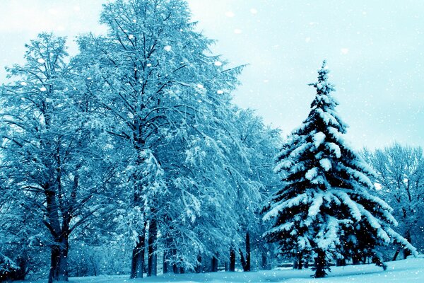 L hiver est venu avec la neige et le gel