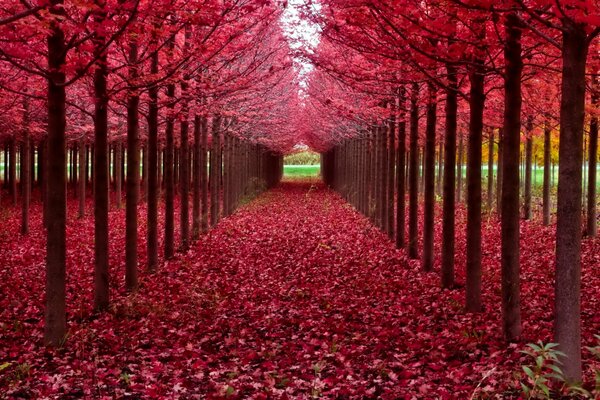 Autumn trees. Crimson leaves