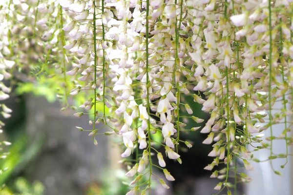 Spring flowering of white wisteria