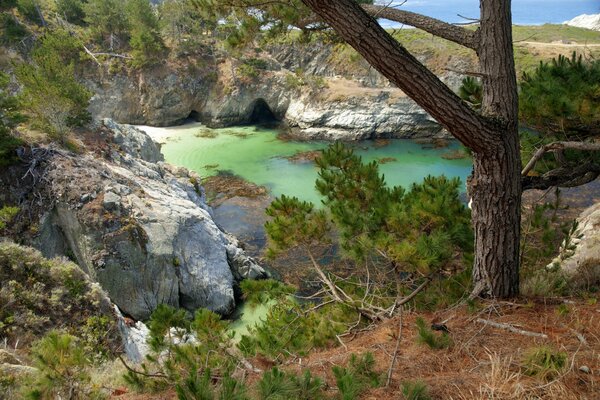 Un árbol solitario contra un acantilado y el mar