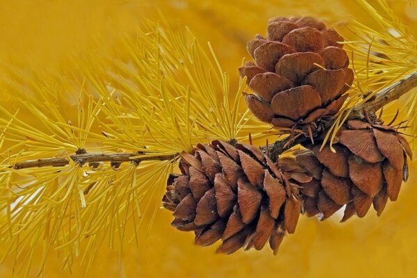 Coni marroni su larice giallo