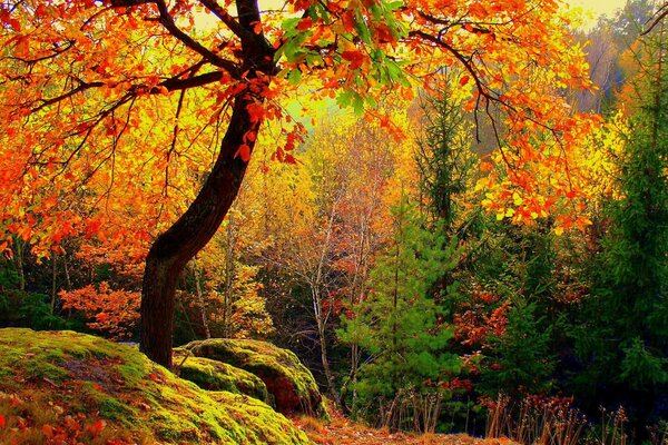 Arbres jaunes en automne dans la forêt