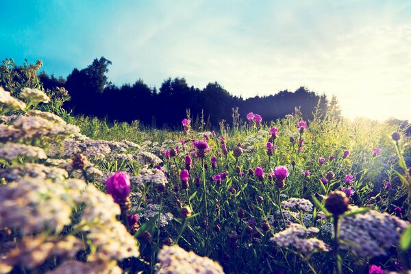 Summer meadow. Bright flowers