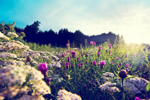 Prairie d été. Couleurs vives