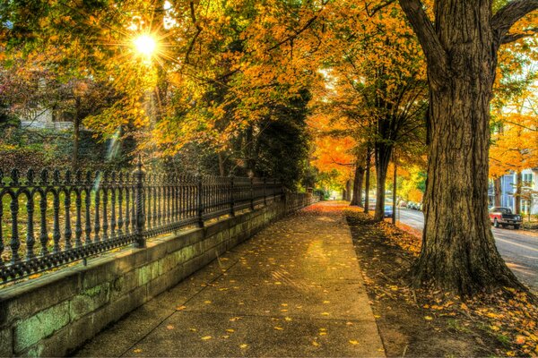 Los rayos del sol y el parque de otoño