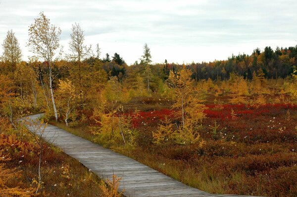 Piste dans la forêt d automne à GATI