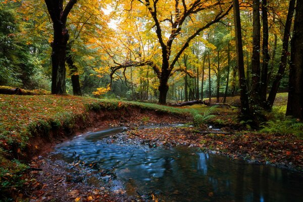 Rivière Lesna. Nature et automne