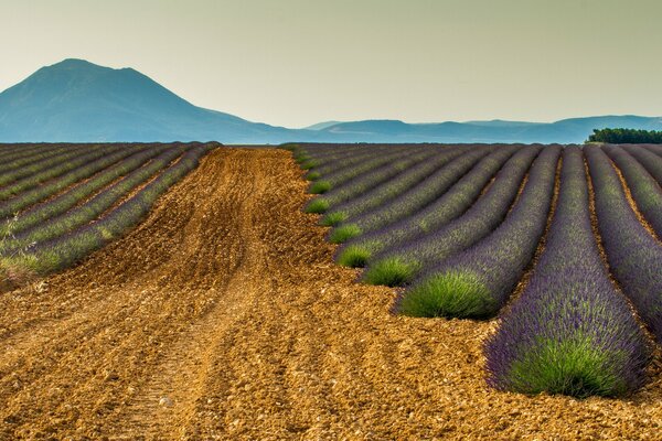 A huge field of lavender and a mountain