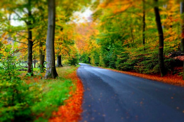 Route à travers la forêt d automne, paysage