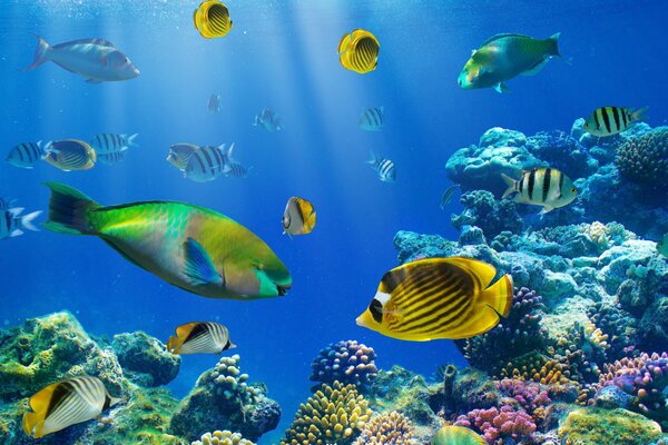 Подводный мир и разнообразие рыб