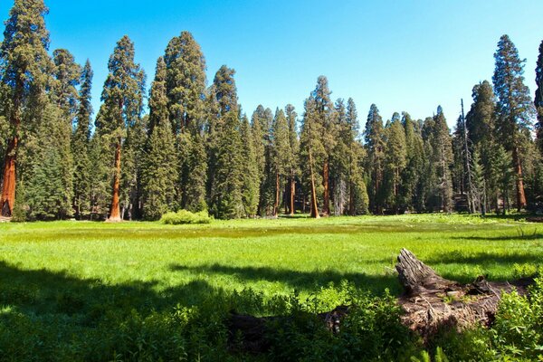 Majestic sequoia in a California park