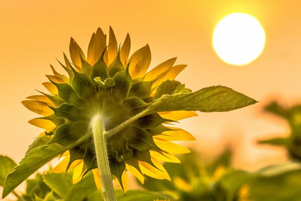 Girasole che guarda il sole