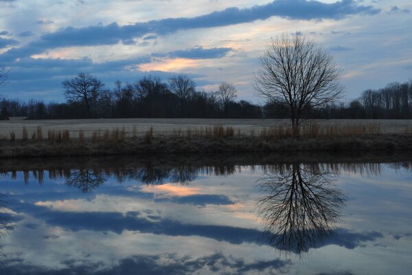 Il fiume riflette il cielo e l albero