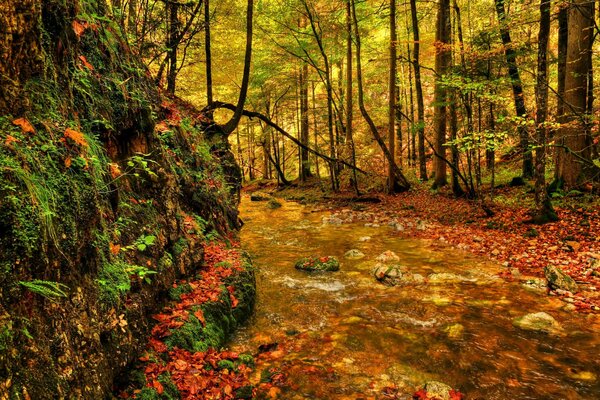 Herbstwald, gelbes Laub