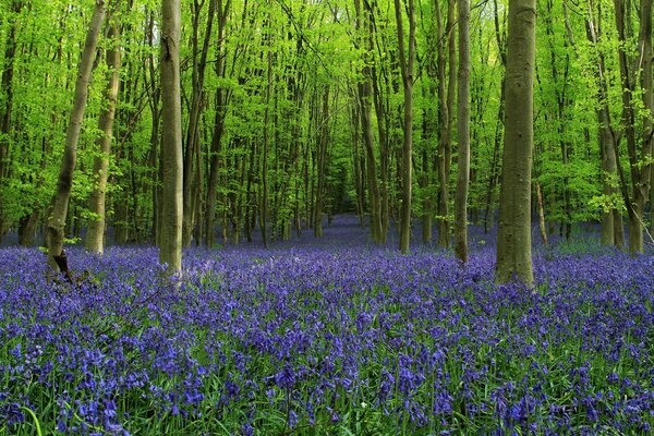 Forest alley of bluebells and trees