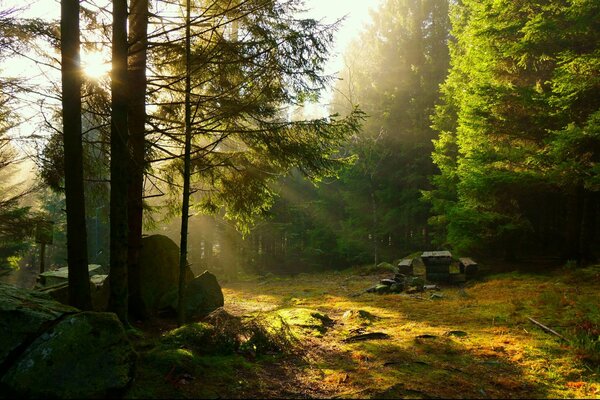 Picnic al tramonto nella foresta di conifere