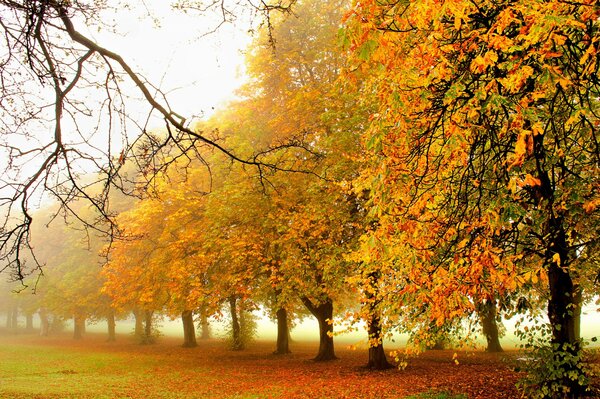 Colorful leaves are falling in the park