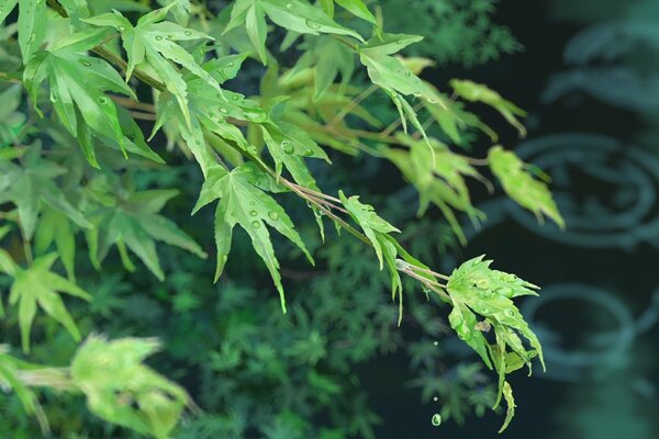 Dew on the leaves by the pond