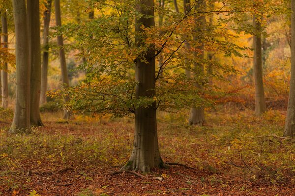 Un árbol solitario en el bosque de otoño