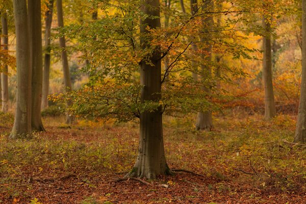 Albero solitario in piedi nella foresta autunnale