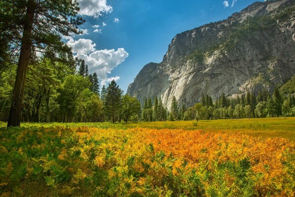 Natur des Nationalparks, Berge und Wald