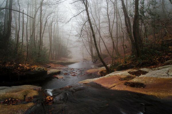 Wieczorna mgła rozciąga się wzdłuż strumienia w jesiennym lesie