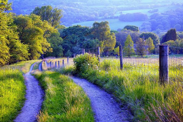 Rustic landscape, green grass, road, grove