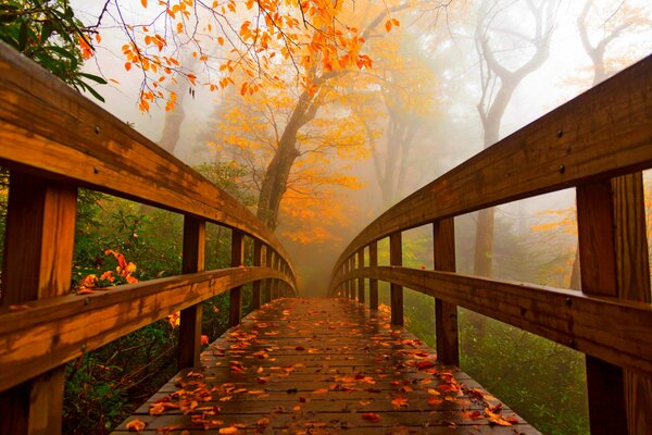 Pont en bois dans la nature automnale