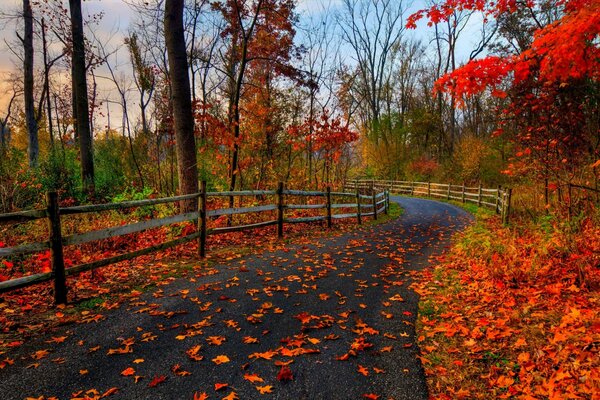 Autumn carpet of fallen leaves