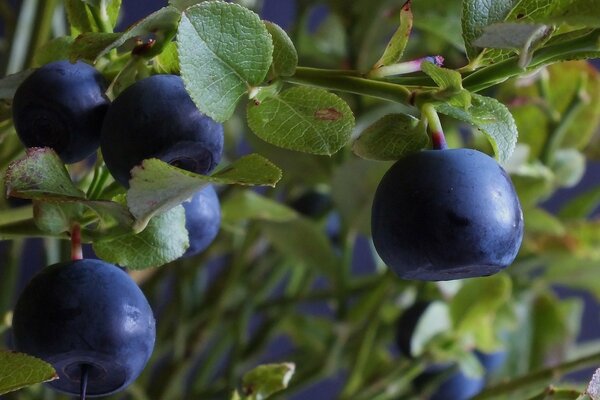 To collect a lot of blueberries, you need a cultivator