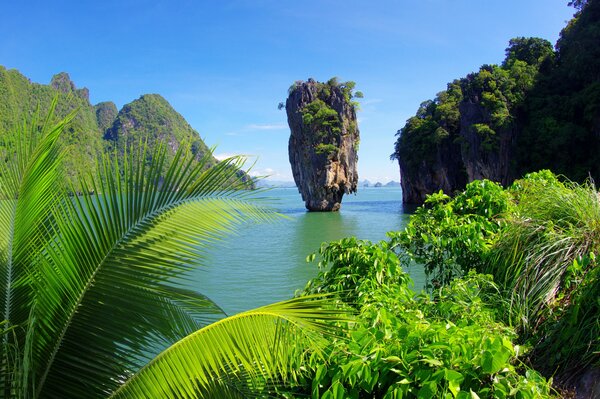 Tropical trees on the seashore