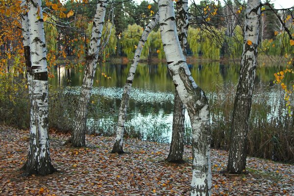 Bouleaux près du lac en automne