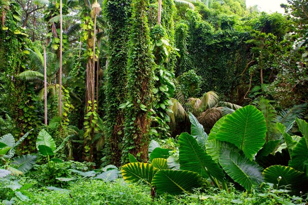 Зелёная листва в джунглях