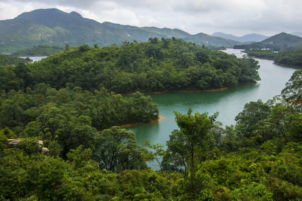 Image of a river and forest in Hong Kong