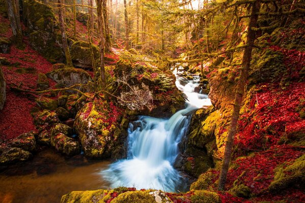 Herbstbäume mit Wasserfall im Wald