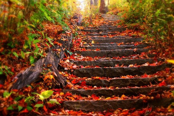 Scala con foglie nella foresta autunnale