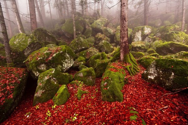 Mit Moos bedeckte Steine, rote Blätter auf dem Boden