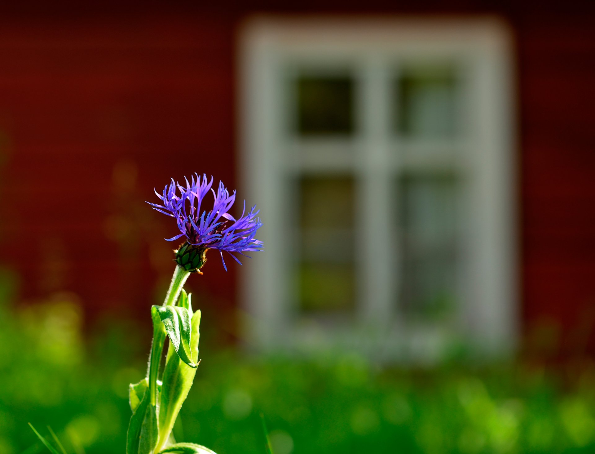 blume kornblume makro