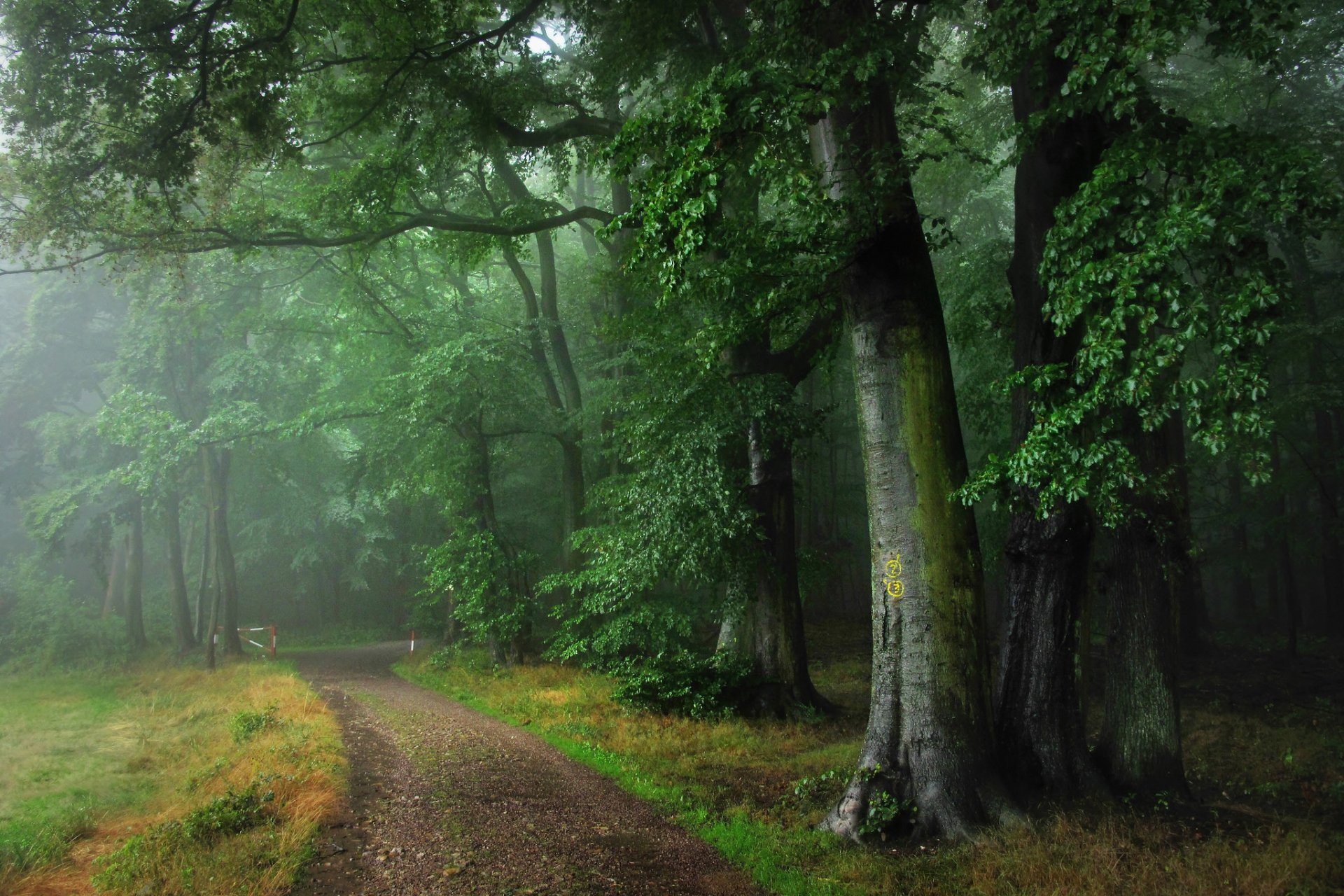 germany odenwald forest road fog rain summer