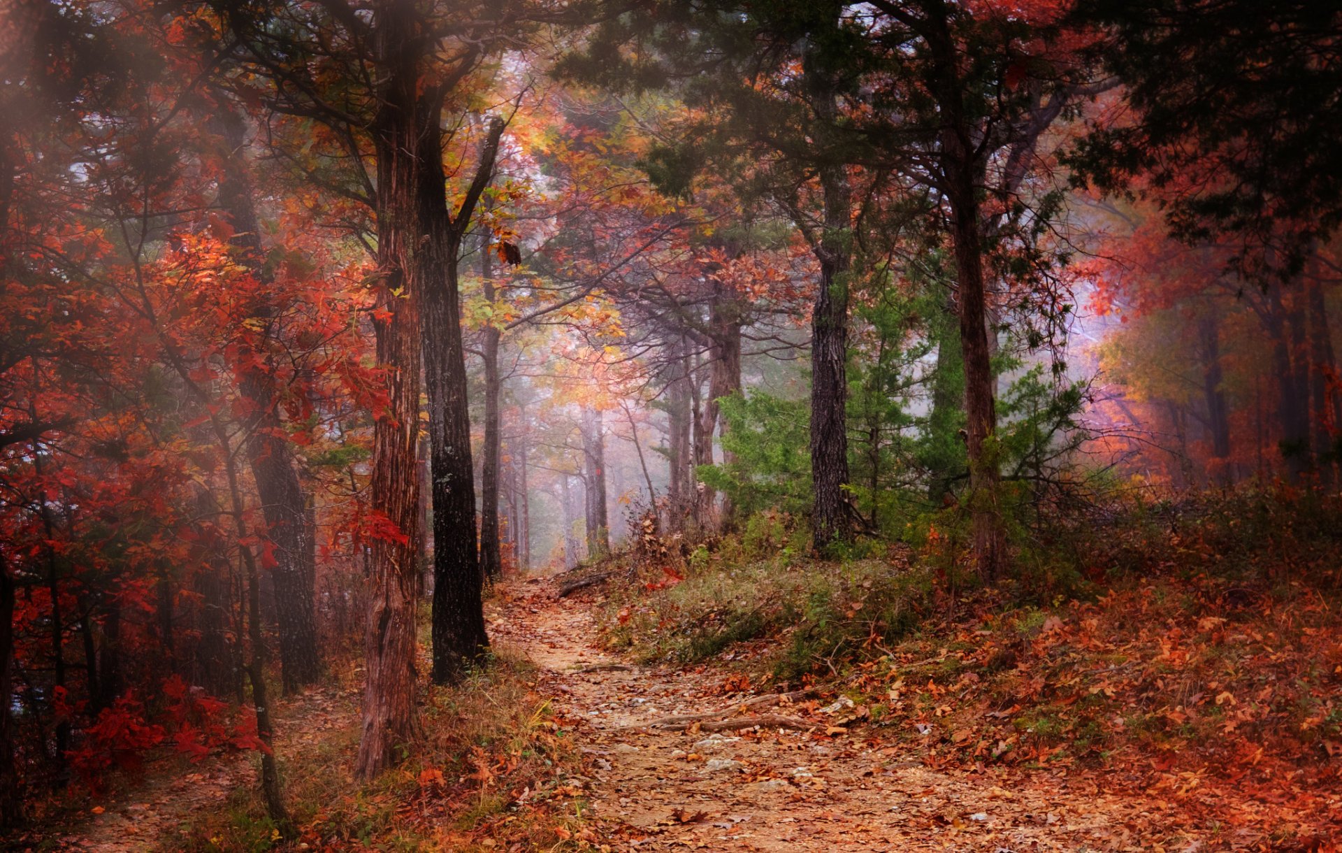 foresta autunno alberi fogliame nebbia sentiero natura colore