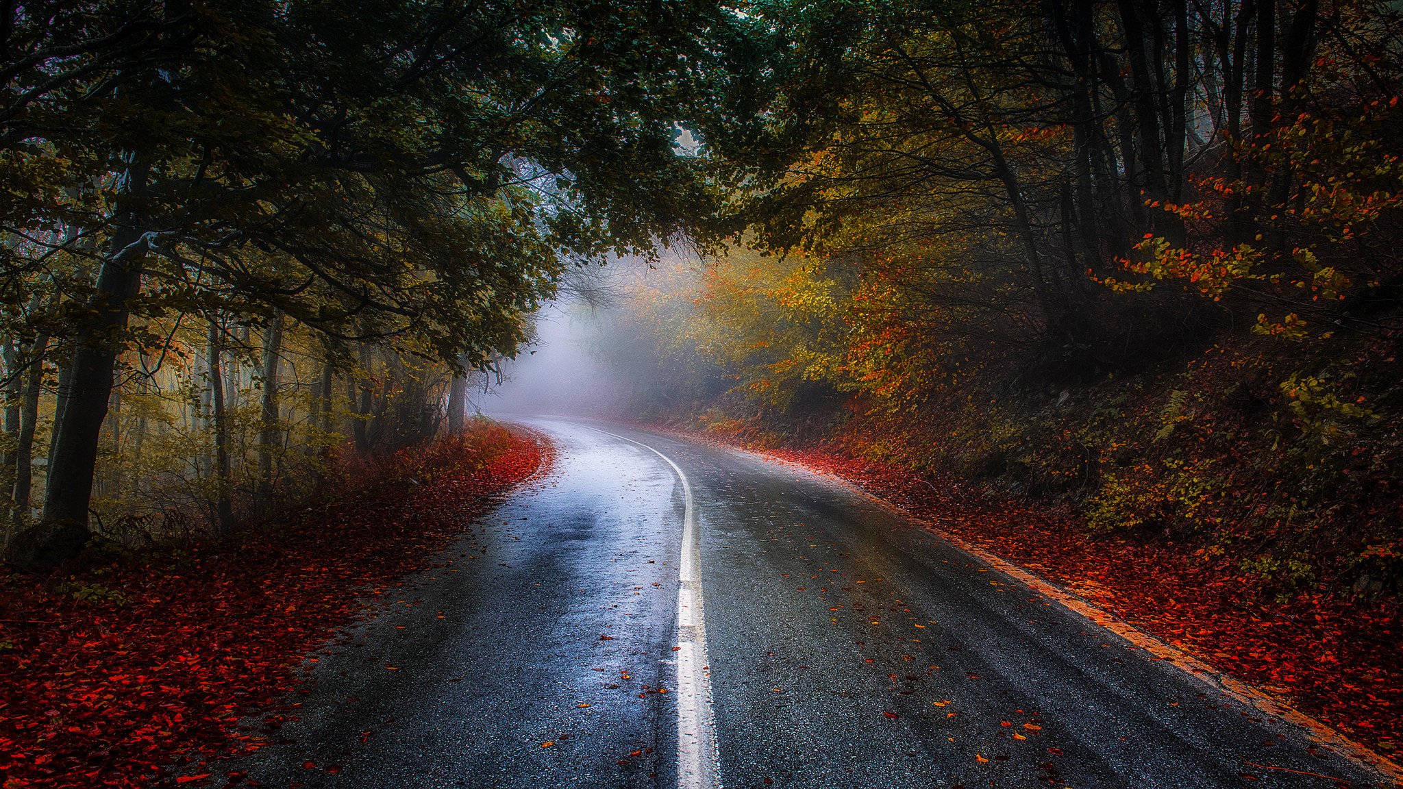 natur wald park bäume blätter bunt straße herbst herbst farben zu fuß