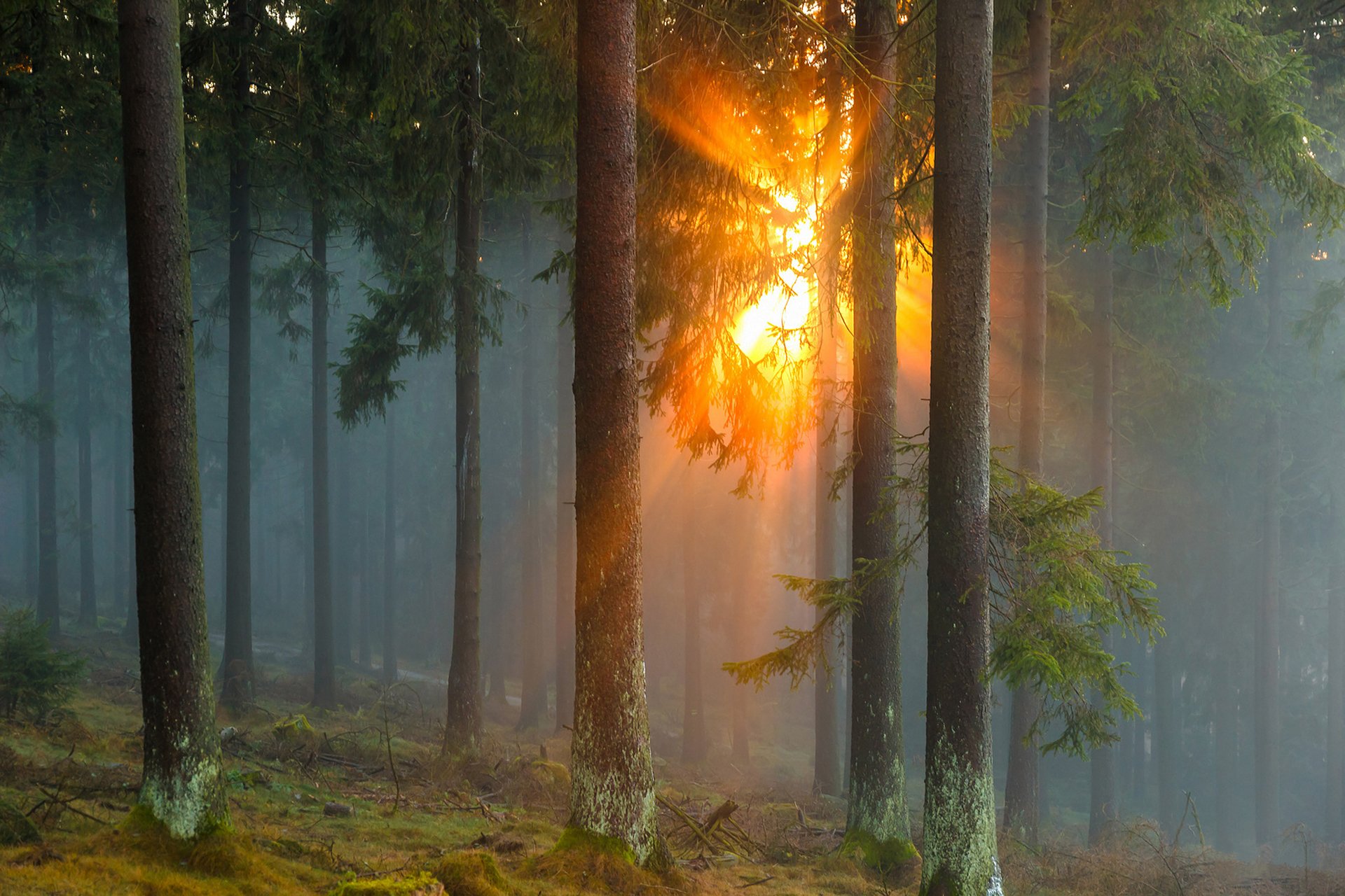 germany forest tree conifers fog sun rays nature