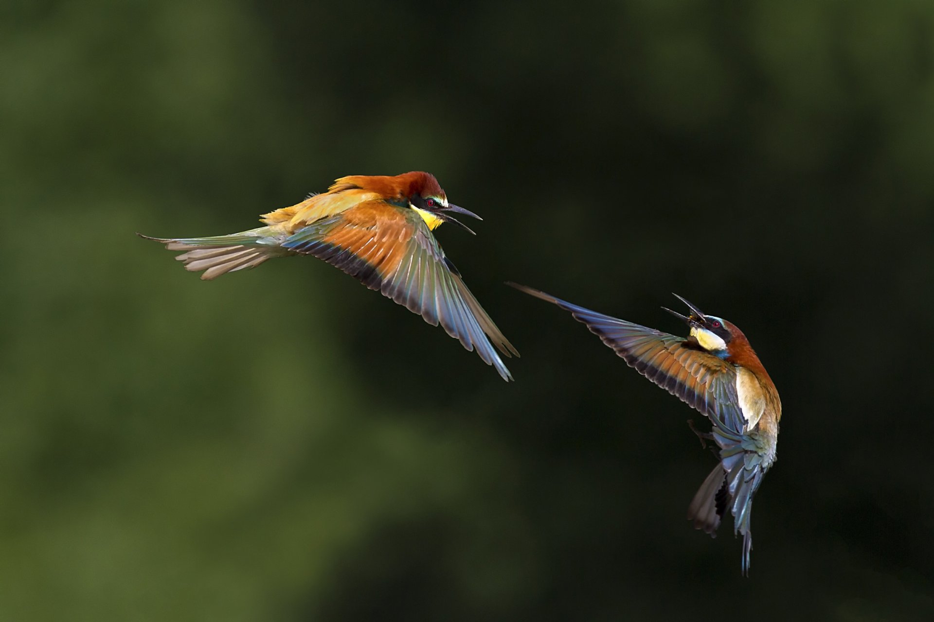 birds bokeh