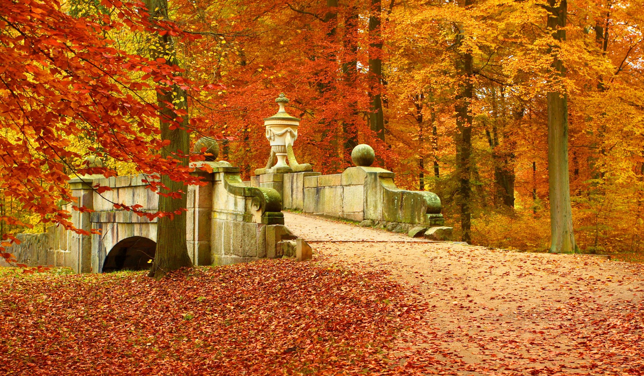 nature landscape bridge leaves tree autumn forest