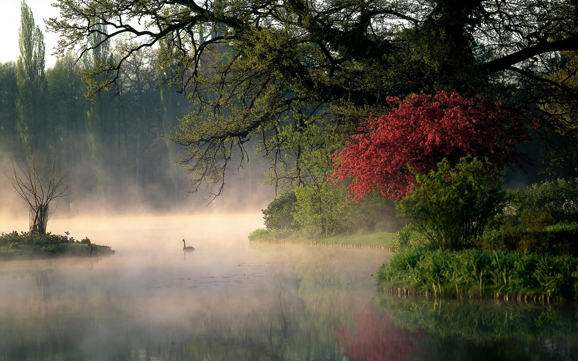 natura niemcy park drzewa krzewy poranek rzeka para łabędzie