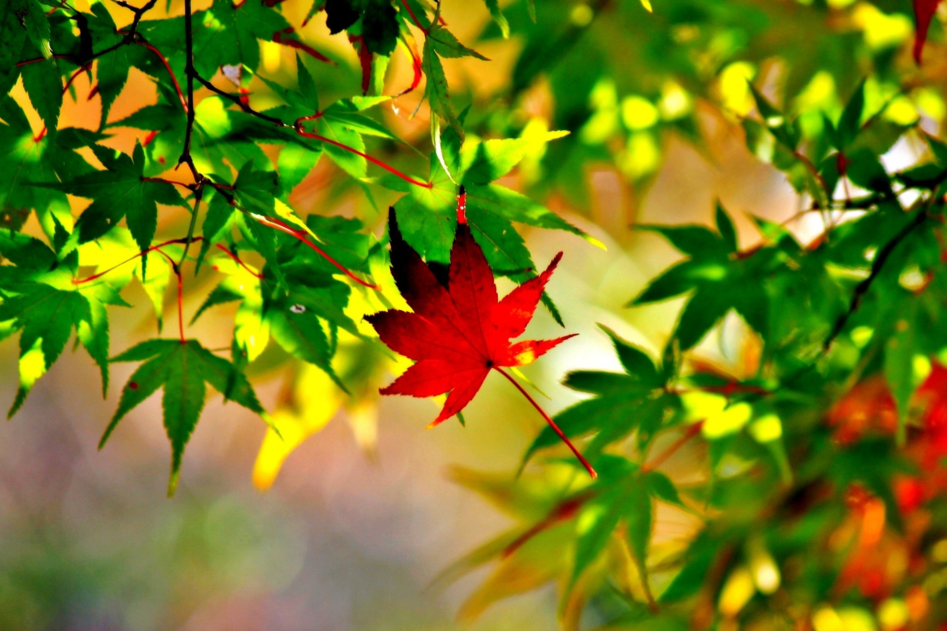 hojas arce macro otoño