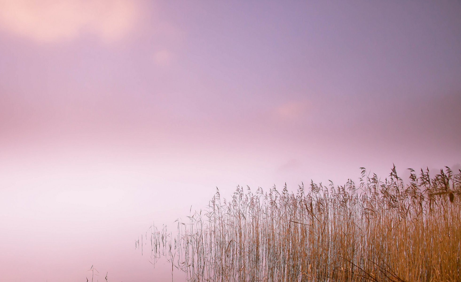 lago juncos niebla mañana