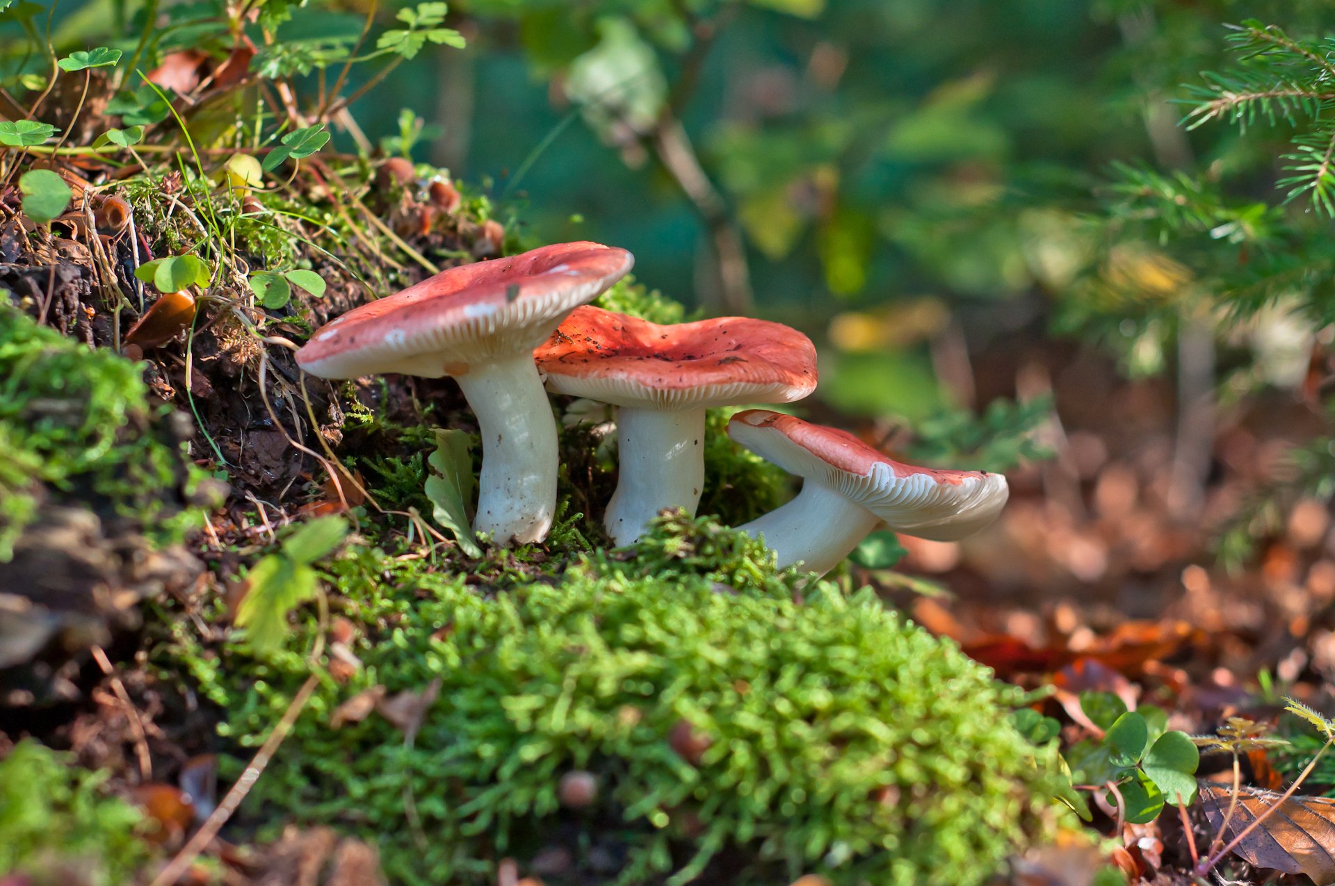 russula funghi macro