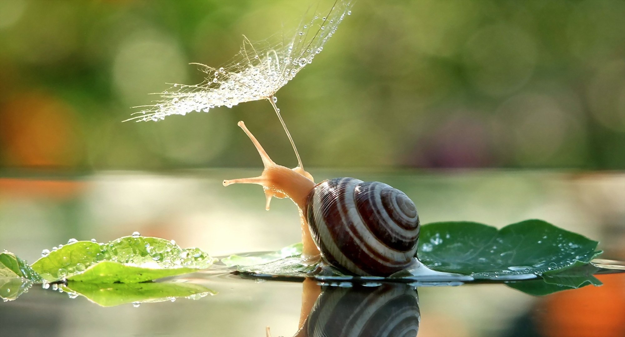 schnecke regenschirm natur