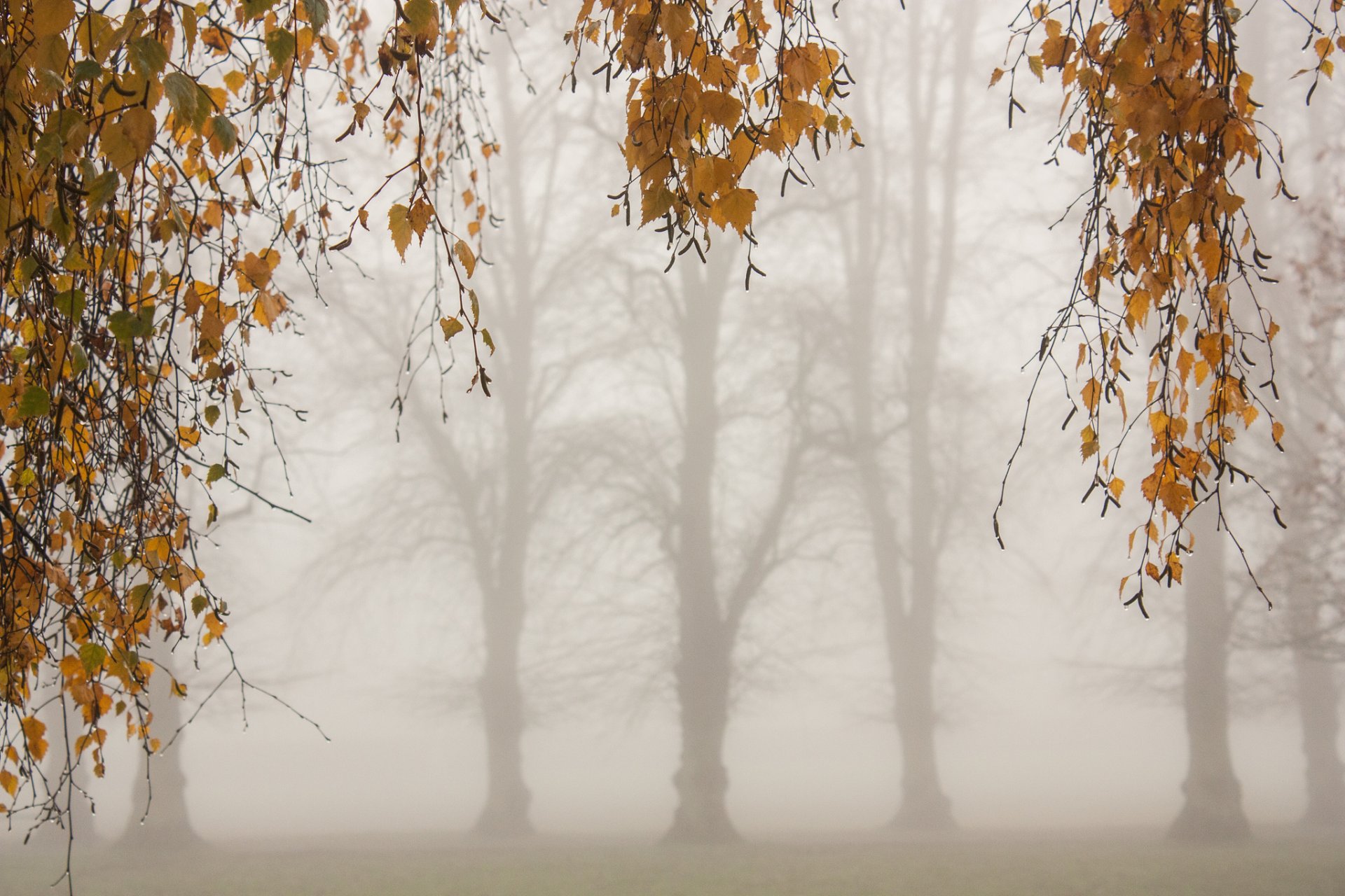 herbst morgen bäume zweige gelb blätter nebel